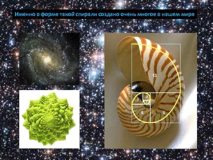 Именно в форме такой спирали создано очень многое в нашем мире 