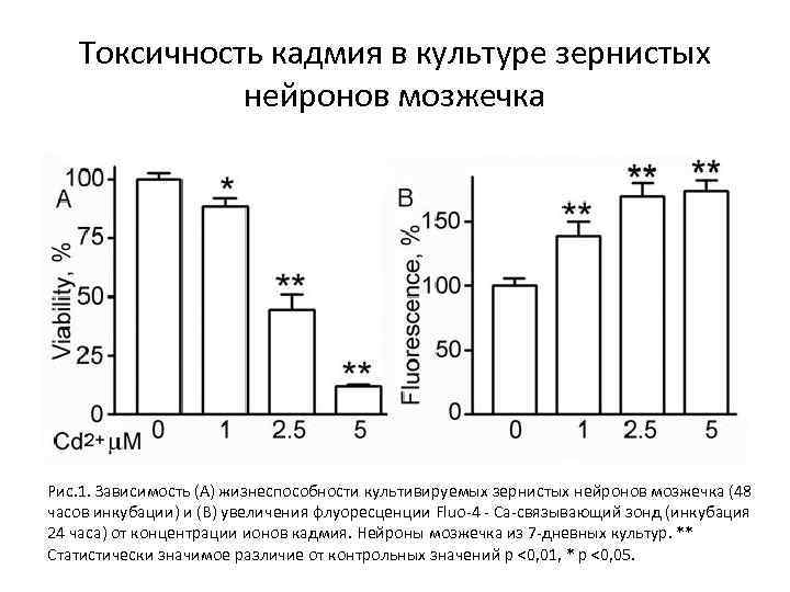 Токсичность кадмия в культуре зернистых нейронов мозжечка Рис. 1. Зависимость (А) жизнеспособности культивируемых зернистых