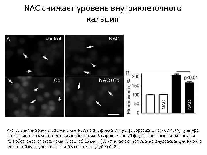 NAC снижает уровень внутриклеточного кальция Рис. 3. Влияние 5 мк. М Cd 2 +