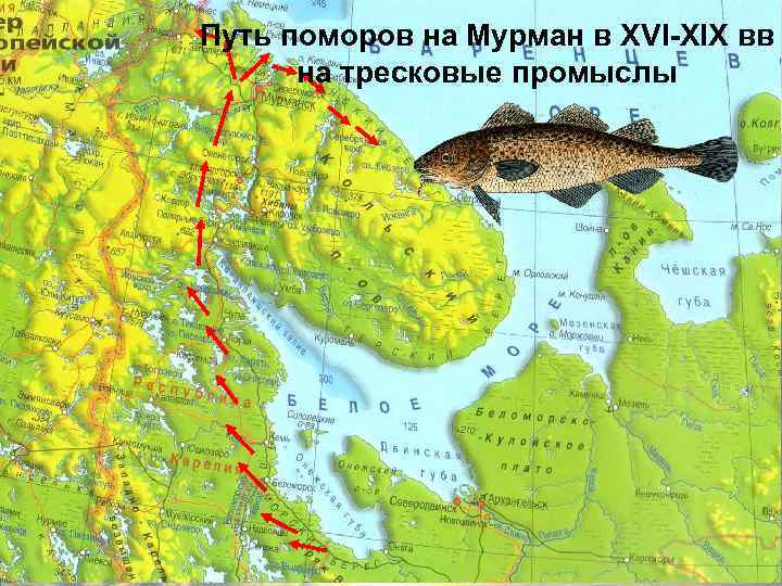 Путь поморов на Мурман в XVI-XIX вв на тресковые промыслы 