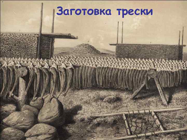 Заготовка трески 