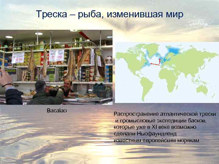 Треска – рыба, изменившая мир Bacalao Распространение атлантической трески и промысловые экспедиции басков, которые