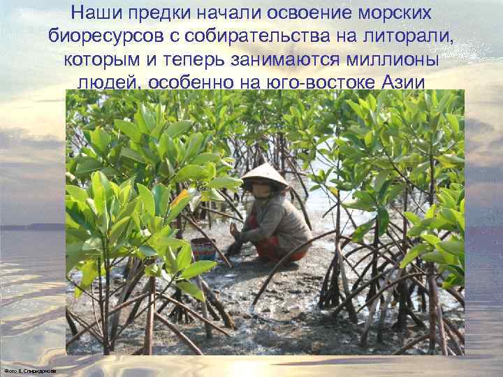 Наши предки начали освоение морских биоресурсов с собирательства на литорали, которым и теперь занимаются