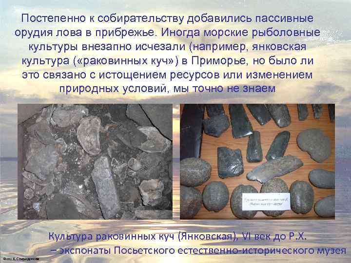 Постепенно к собирательству добавились пассивные орудия лова в прибрежье. Иногда морские рыболовные культуры внезапно