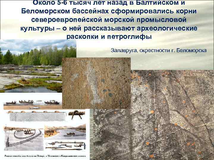 Около 5 -6 тысяч лет назад в Балтийском и Беломорском бассейнах сформировались корни североевропейской