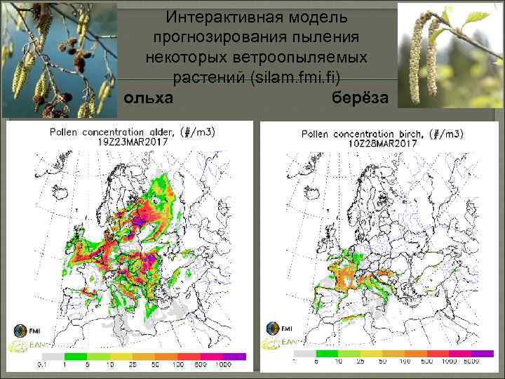 Интерактивная модель прогнозирования пыления некоторых ветроопыляемых растений (silam. fmi. fi) ольха берёза 