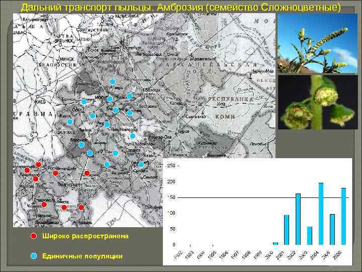 Дальний транспорт пыльцы. Амброзия (семейство Сложноцветные) Широко распространена Единичные популяции 
