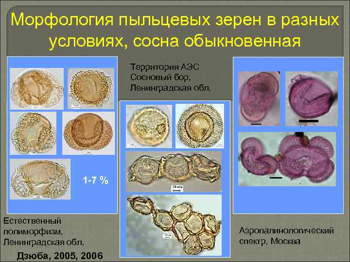 Морфология пыльцевых зерен в разных условиях, сосна обыкновенная Территория АЭС Сосновый бор, Ленинградская обл.