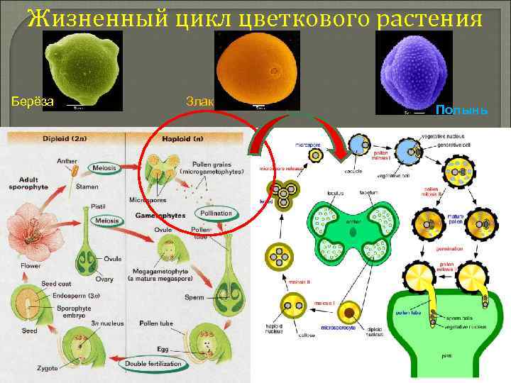 Жизненный цикл цветкового растения Берёза Злак Полынь 