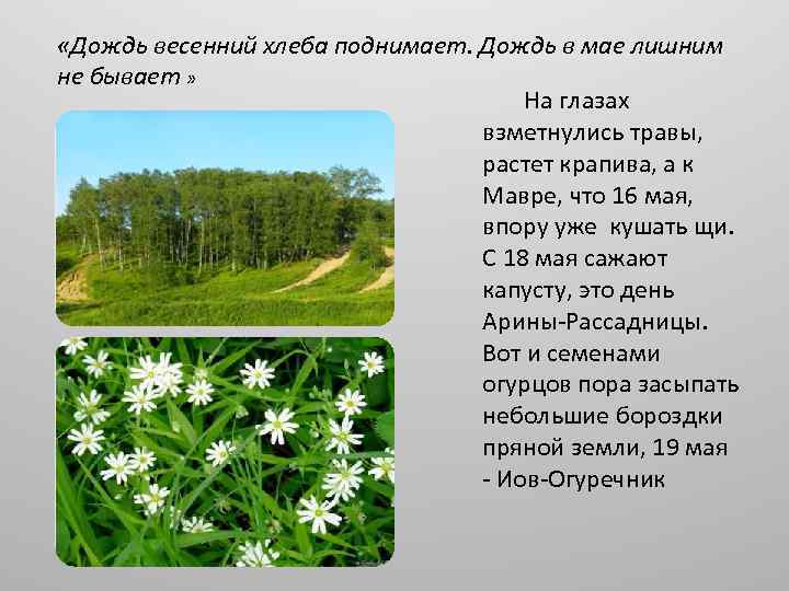  «Дождь весенний хлеба поднимает. Дождь в мае лишним не бывает » На глазах