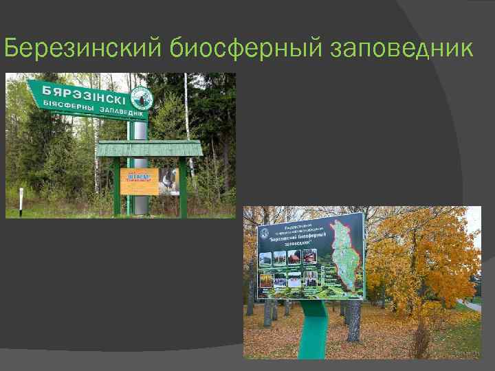 Березинский биосферный заповедник 