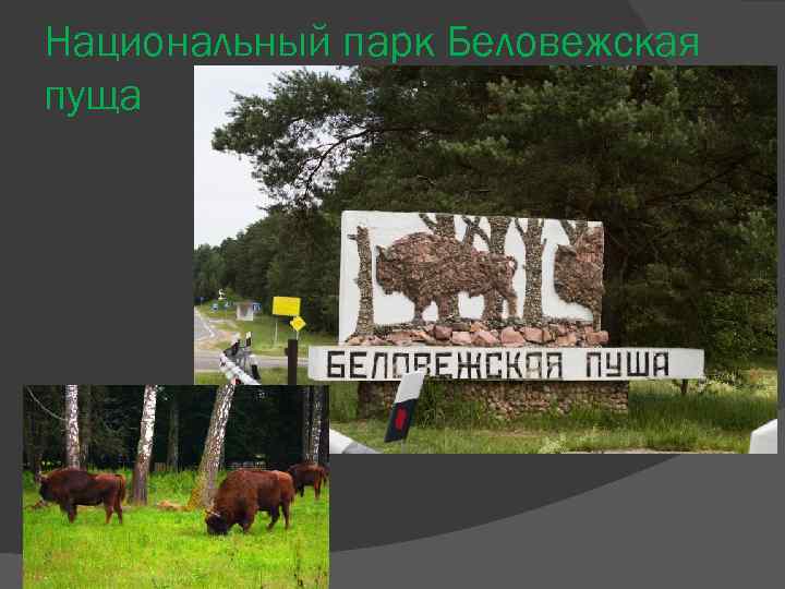 Национальный парк Беловежская пуща 
