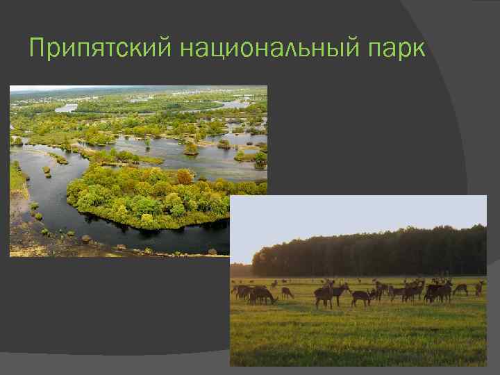 Припятский национальный парк 