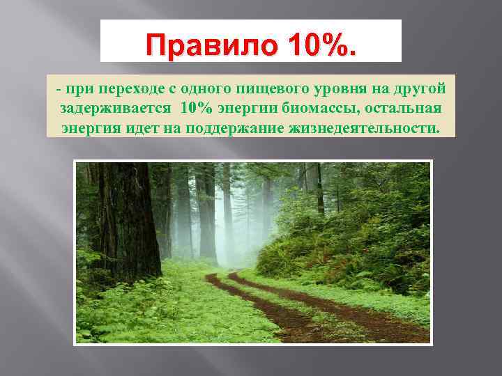 Правило 10%. - при переходе с одного пищевого уровня на другой задерживается 10% энергии