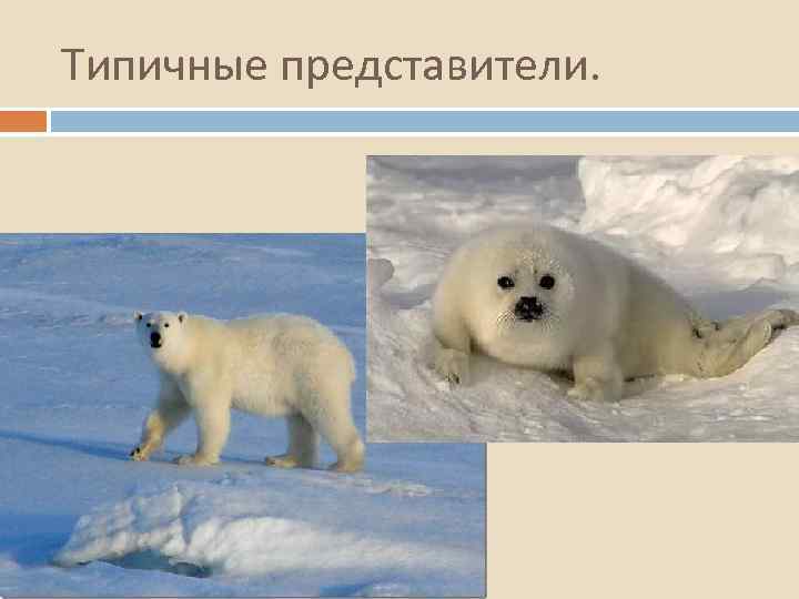 Типичные представители. 