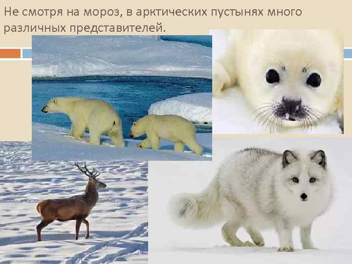 Не смотря на мороз, в арктических пустынях много различных представителей. 