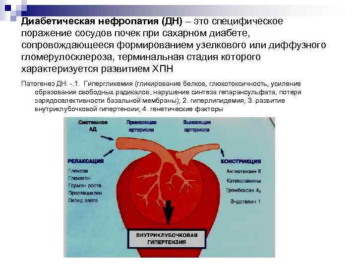Диабетическая нефропатия (ДН) – это специфическое поражение сосудов почек при сахарном диабете, сопровождающееся формированием