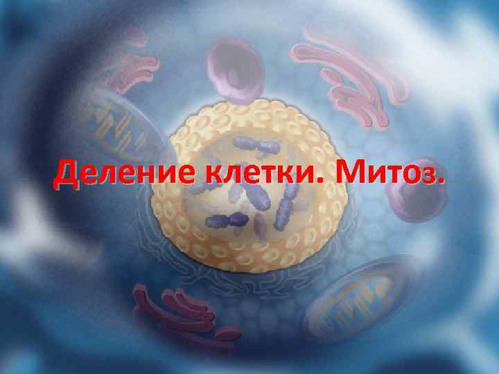 Деление клетки. Митоз. 