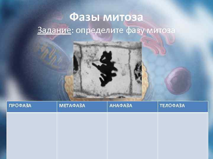 Фазы митоза Задание: определите фазу митоза ПРОФАЗА МЕТАФАЗА АНАФАЗА ТЕЛОФАЗА 