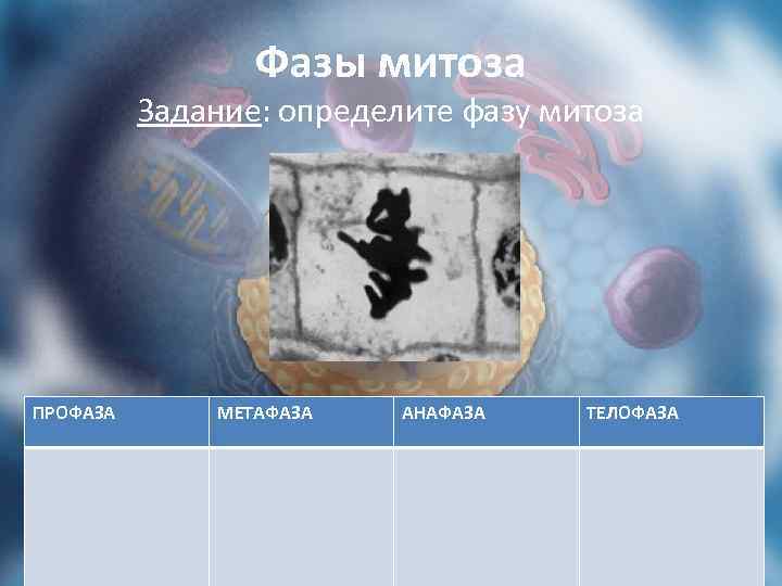 Фазы митоза Задание: определите фазу митоза ПРОФАЗА МЕТАФАЗА АНАФАЗА ТЕЛОФАЗА 