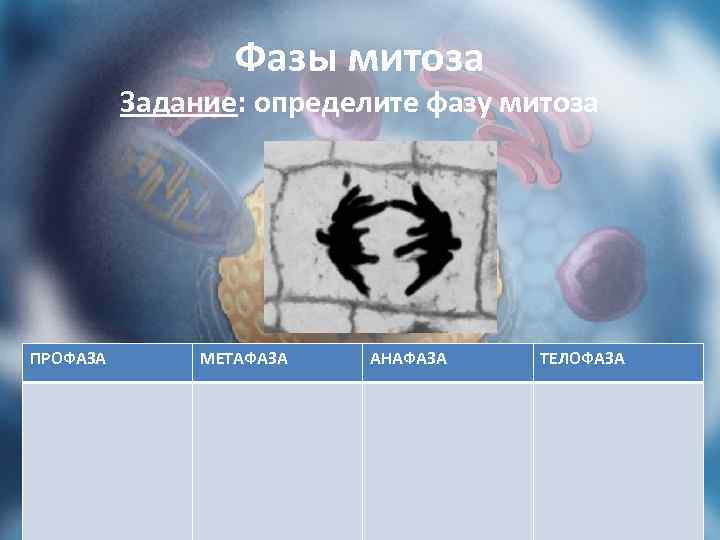 Фазы митоза Задание: определите фазу митоза ПРОФАЗА МЕТАФАЗА АНАФАЗА ТЕЛОФАЗА 