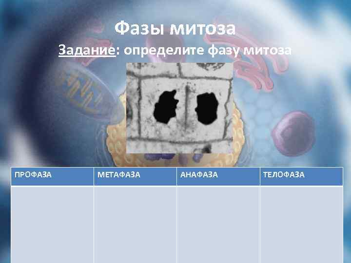 Фазы митоза Задание: определите фазу митоза ПРОФАЗА МЕТАФАЗА АНАФАЗА ТЕЛОФАЗА 