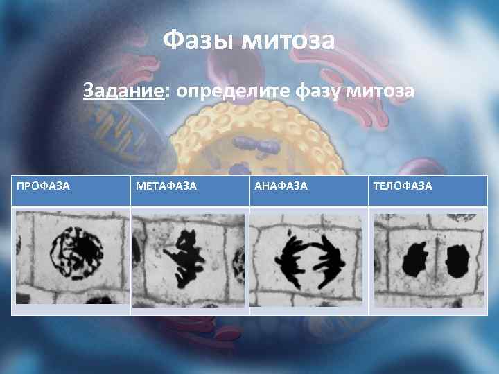 Фазы митоза Задание: определите фазу митоза ПРОФАЗА МЕТАФАЗА АНАФАЗА ТЕЛОФАЗА 
