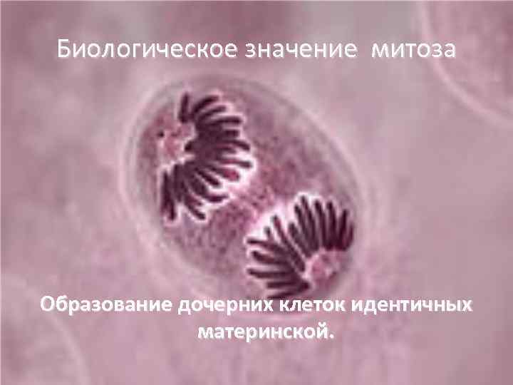 Биологическое значение митоза Образование дочерних клеток идентичных материнской. 