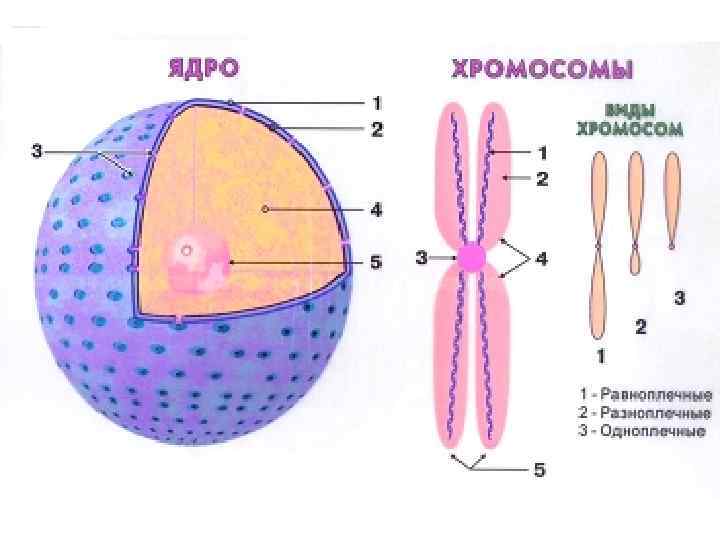 B клетки памяти где образуются