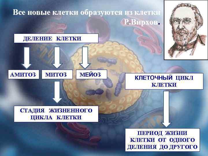 Все новые клетки образуются из клетки Р. Вирхов. ДЕЛЕНИЕ КЛЕТКИ АМИТОЗ МЕЙОЗ КЛЕТОЧНЫЙ ЦИКЛ