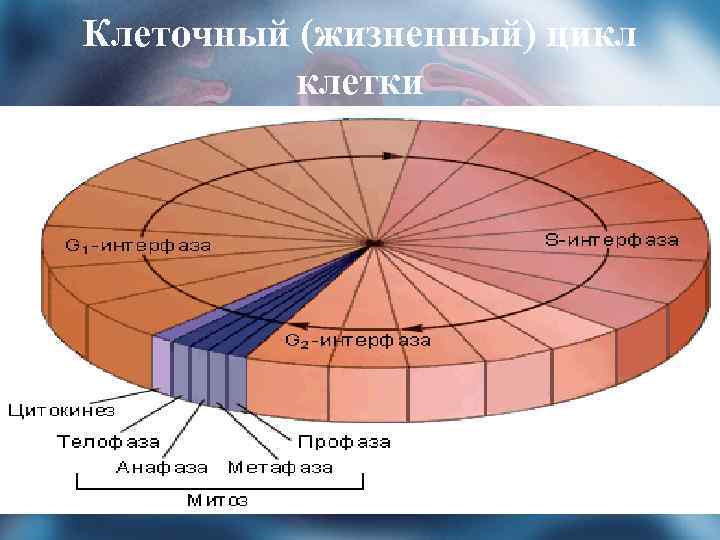 Клеточный (жизненный) цикл клетки 