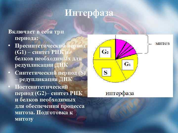 Интерфаза Включает в себя три периода: • Пресинтетический период (G 1) – синтез РНК