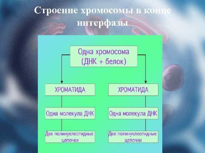 Строение хромосомы в конце интерфазы 