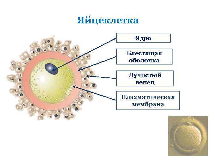 Яйцеклетка фото в жизни