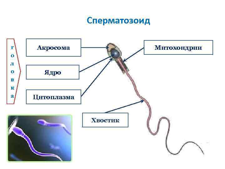 Сперматозоид г о л о в к а Митохондрии Акросома Ядро Цитоплазма Хвостик 