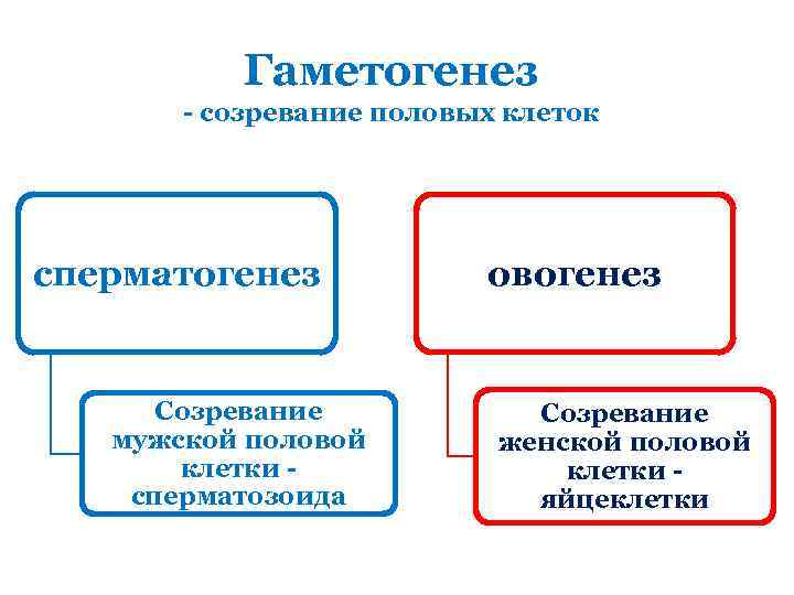 Гаметогенез - созревание половых клеток сперматогенез Созревание мужской половой клетки сперматозоида овогенез Созревание женской