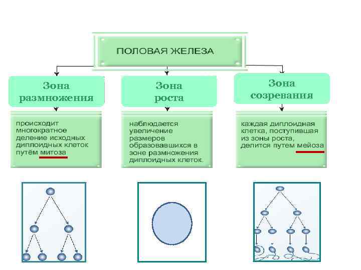 Зона размножения Зона роста Зона созревания 