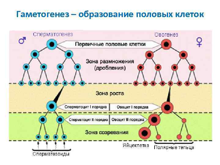 Гаметогенез – образование половых клеток 