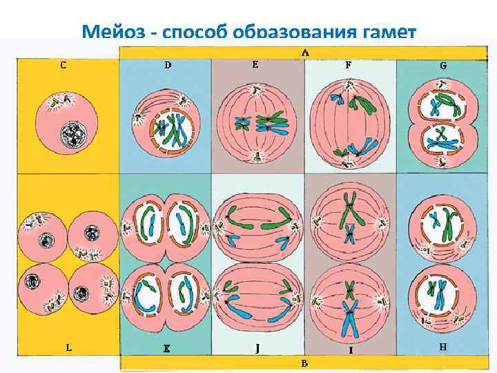 Мейоз - способ образования гамет 