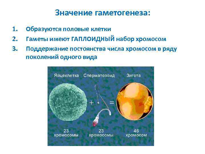 Значение гаметогенеза: 1. 2. 3. Образуются половые клетки Гаметы имеют ГАПЛОИДНЫЙ набор хромосом Поддержание