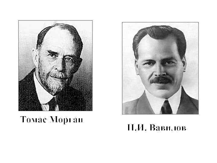 Томас Морган Н. И. Вавилов 