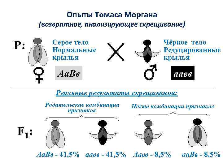 Наследование признаков скрещивание