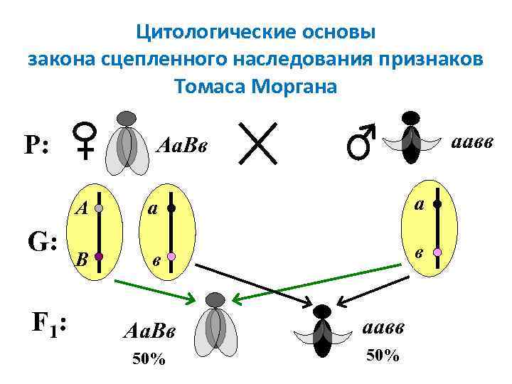 Проект изучение наследования признаков леворукости в семье