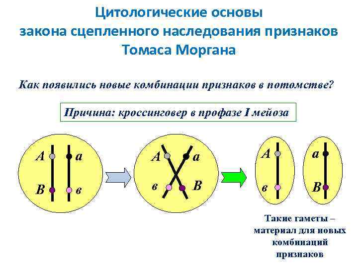 Виды сцепления генов