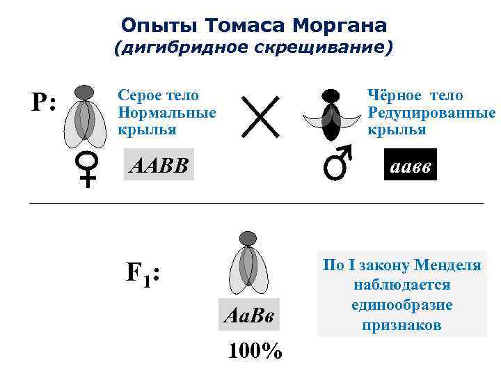 Сцепленное наследование признаков закон т моргана презентация 9 класс