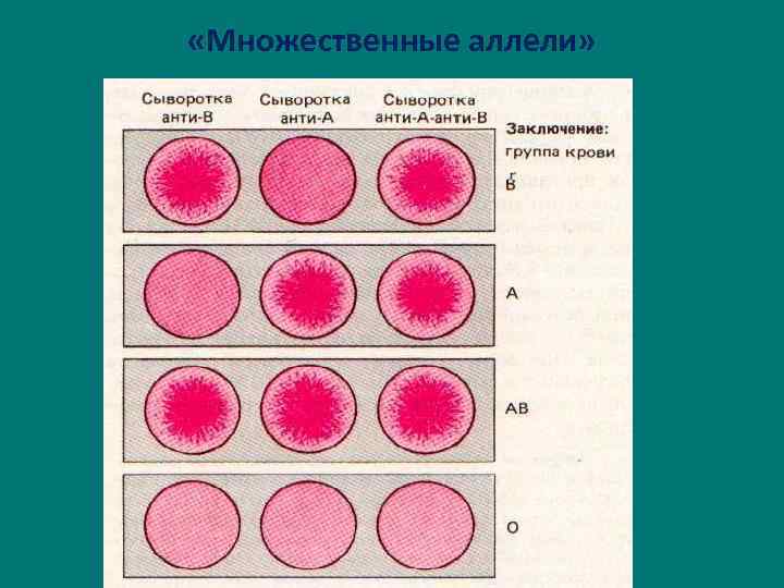  «Множественные аллели» 