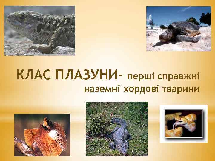 КЛАС ПЛАЗУНИ- перші справжні наземні хордові тварини 