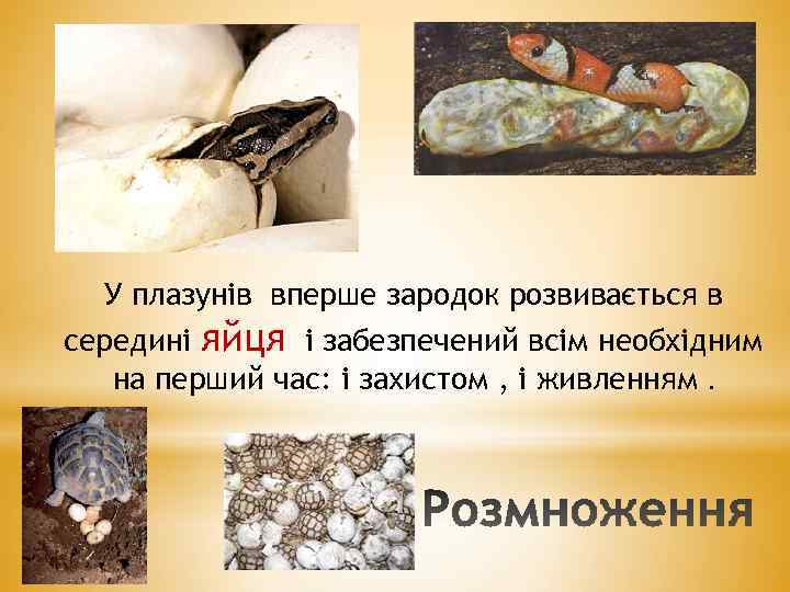 У плазунів вперше зародок розвивається в середині яйця і забезпечений всім необхідним на перший