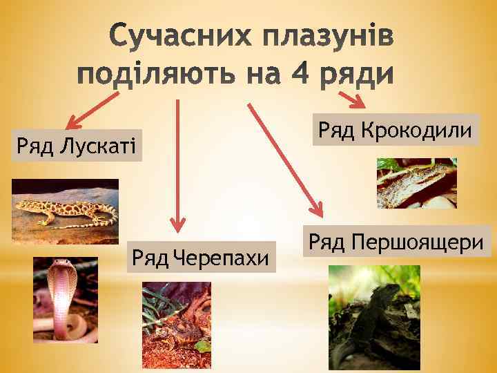 Ряд Лускаті Ряд Черепахи Ряд Крокодили Ряд Першоящери 