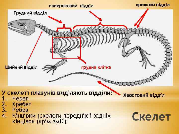 поперековий відділ крижовй відділ Грудний відділ Шийний відділ грудна клітка У скелеті плазунів виділяють